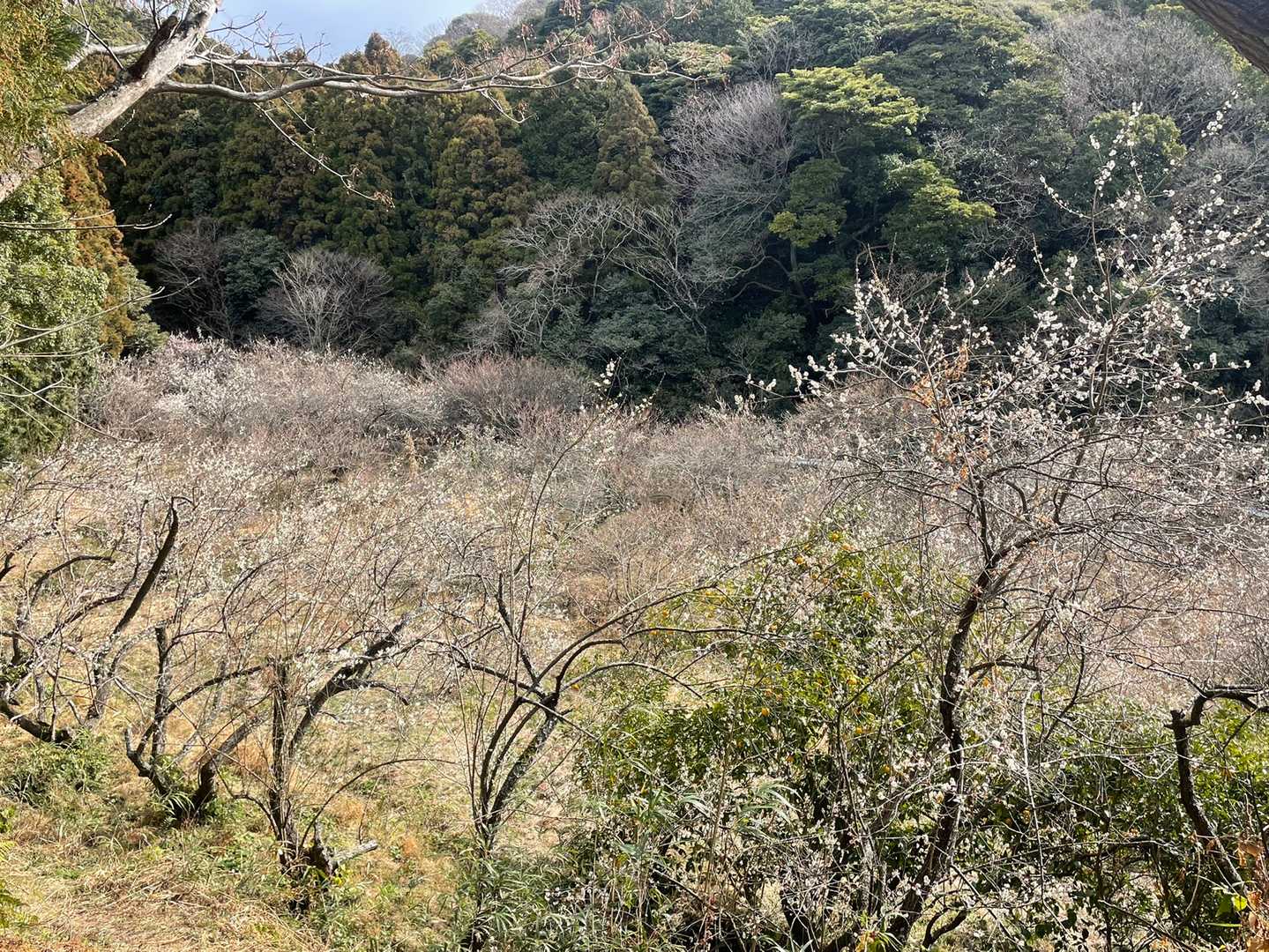 可也山 縦走コースの写真