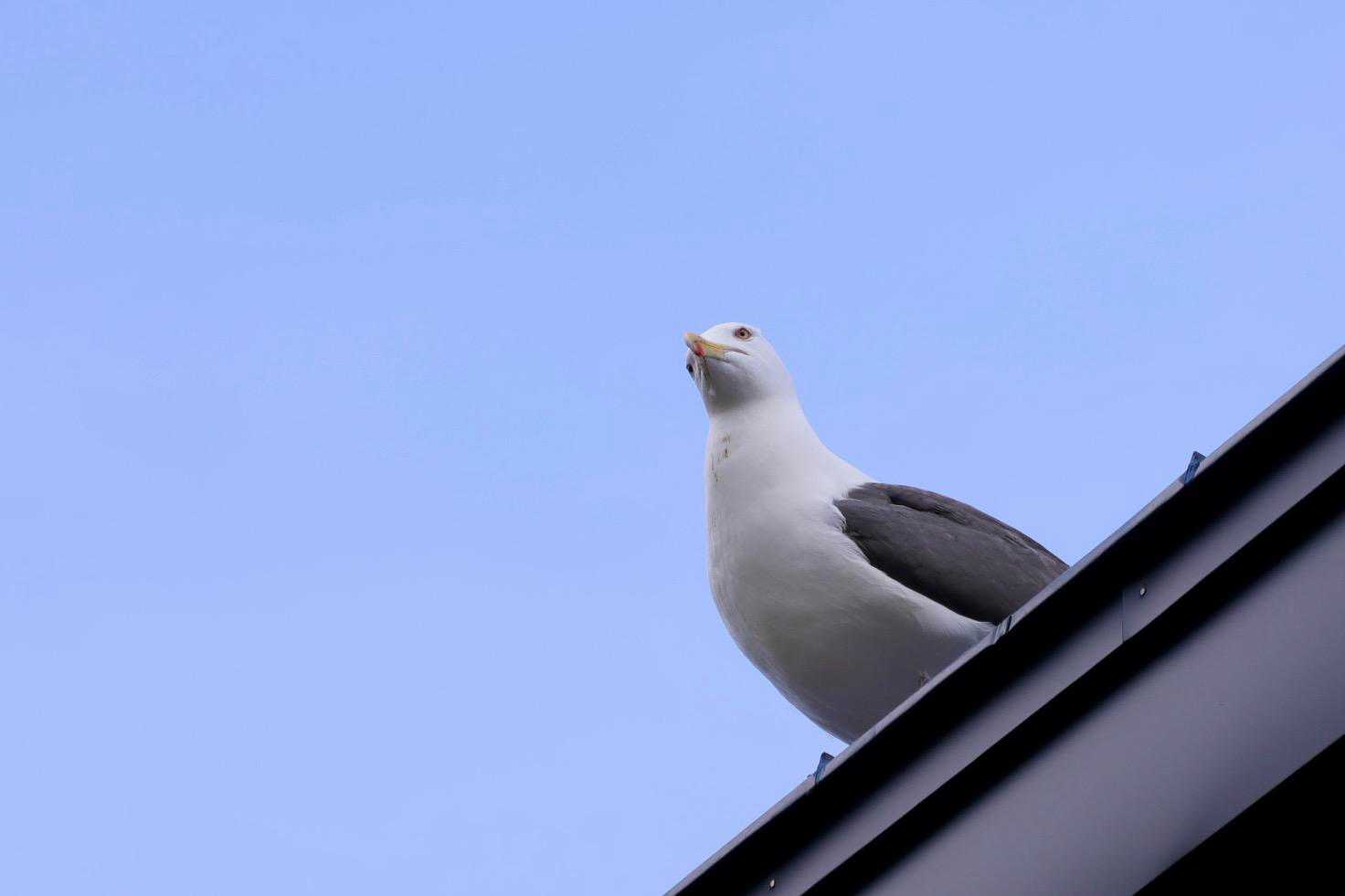 あちこちにいるオオセグロカモメ
一旦、集落を通って