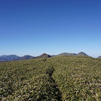 気持ちいい笹原歩き