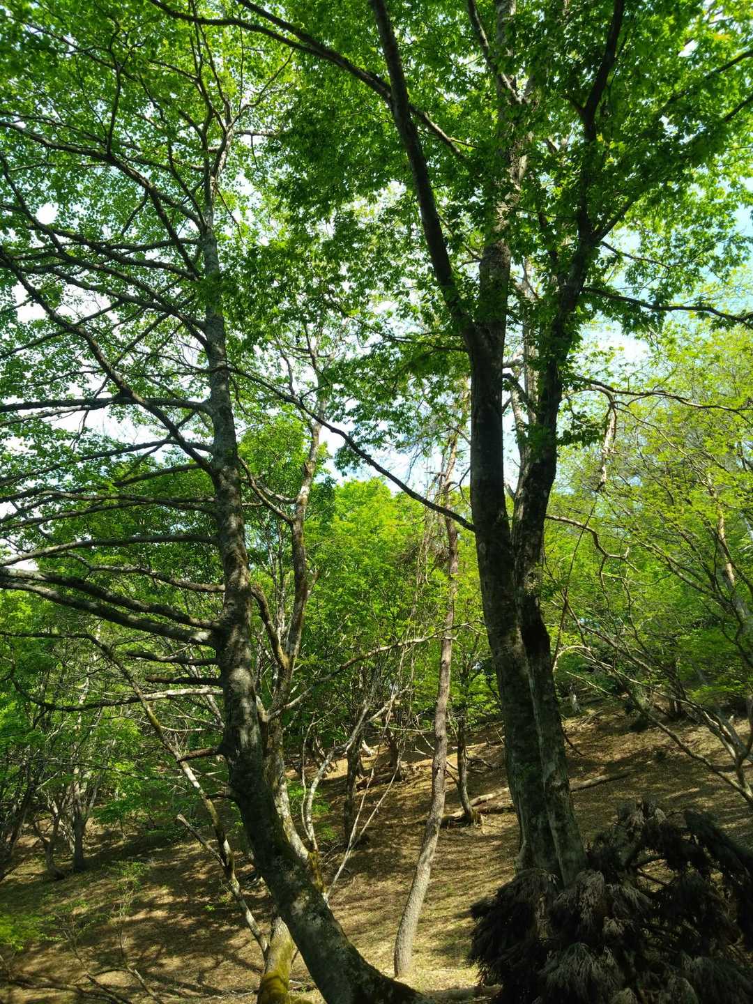 東床尾山登山口-東床尾山 往復コースの写真