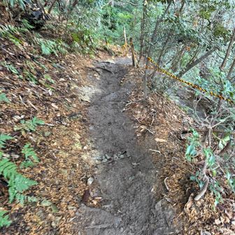 北向きで湿った下山道。