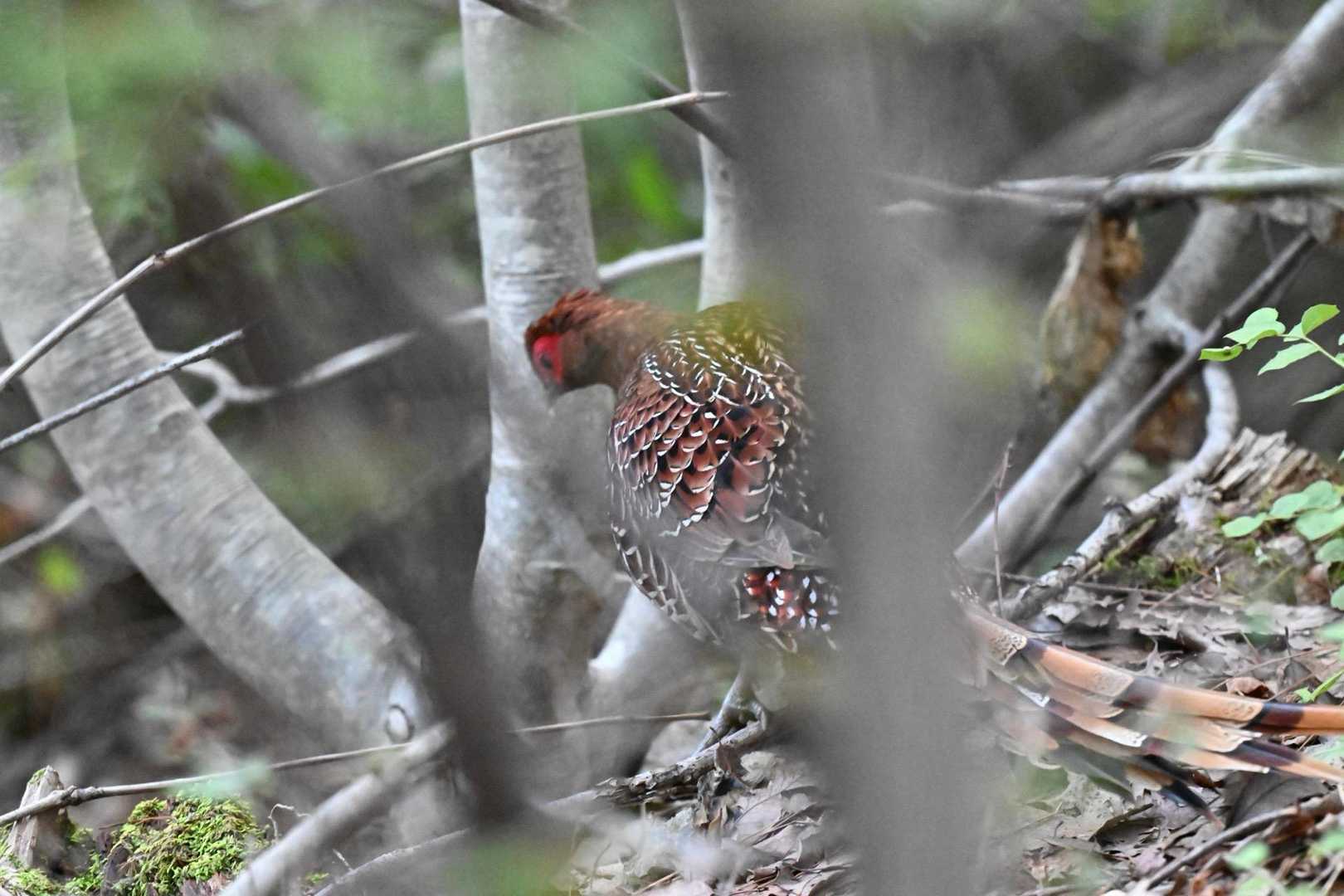 だけど、何とか撮れるトコに着地してくれて嬉しい😆