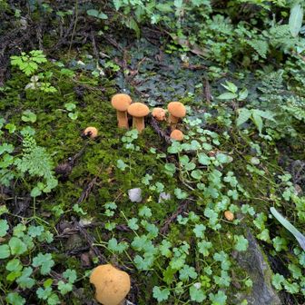 本日のキノコ🍄‍🟫
ツノシメジ？
