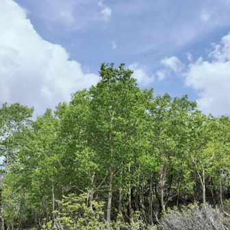 絶景ポイントの白樺林