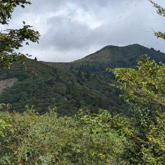 武奈ヶ岳と羽アリ？の大群😅