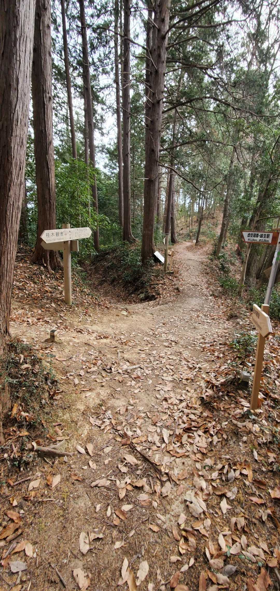 分岐だらけ