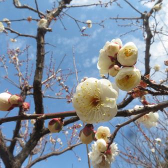 teruchan（terurin）