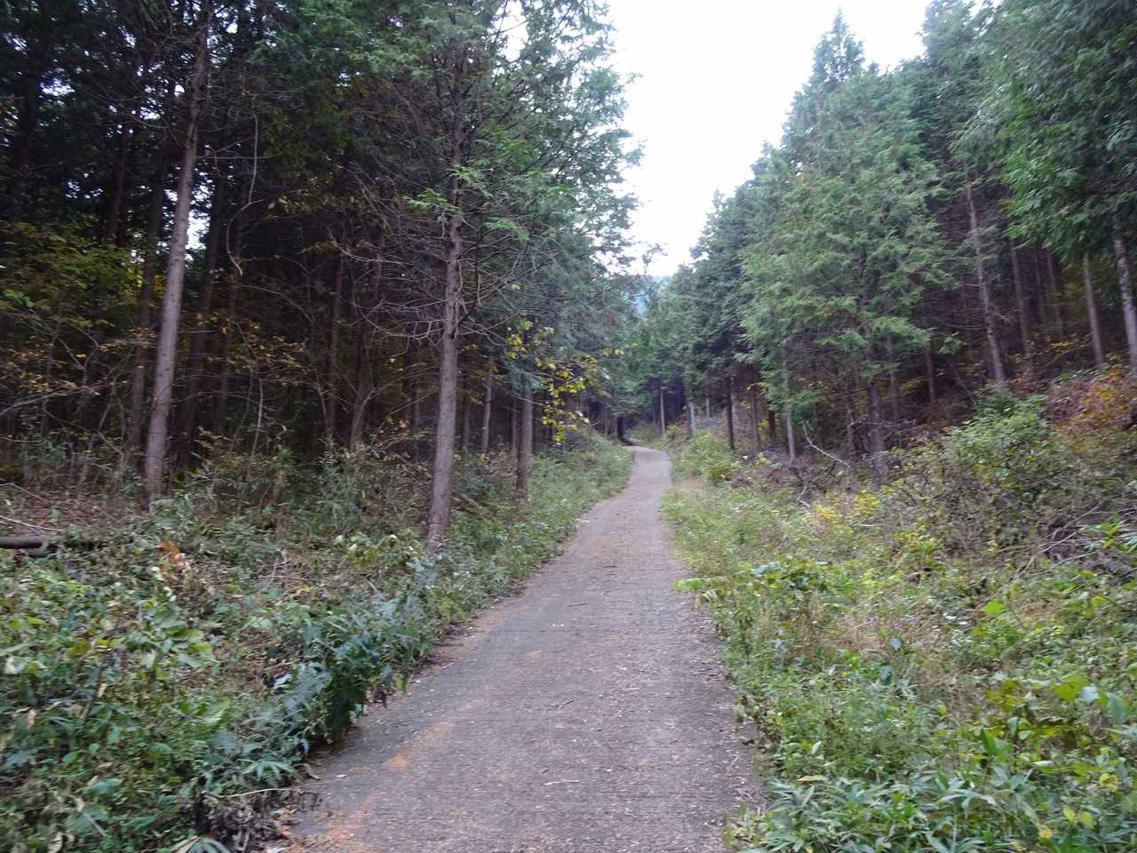 ここから急登の舗装路…