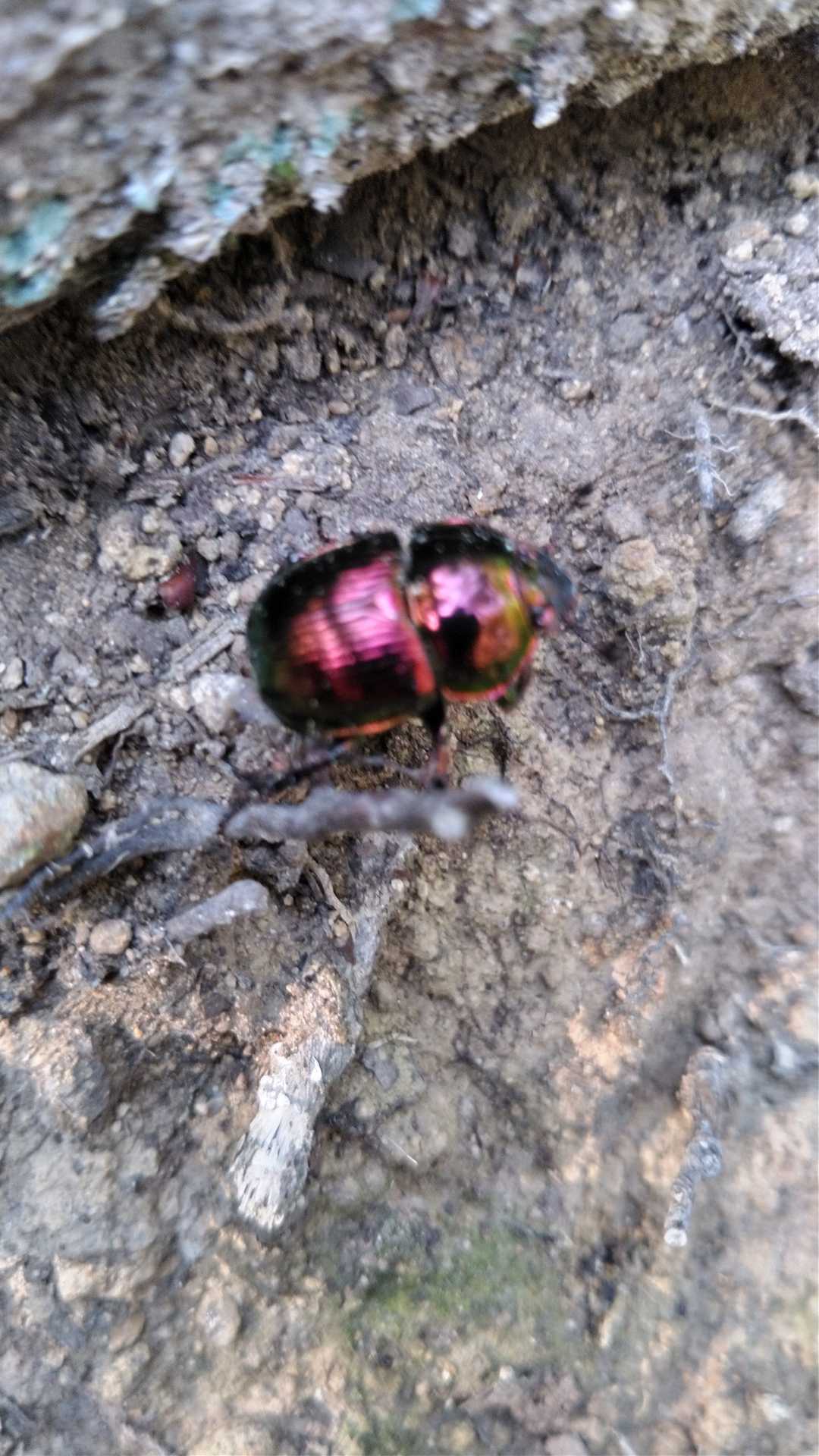 ゴックみたいなズングリカラフル昆虫発見🎵