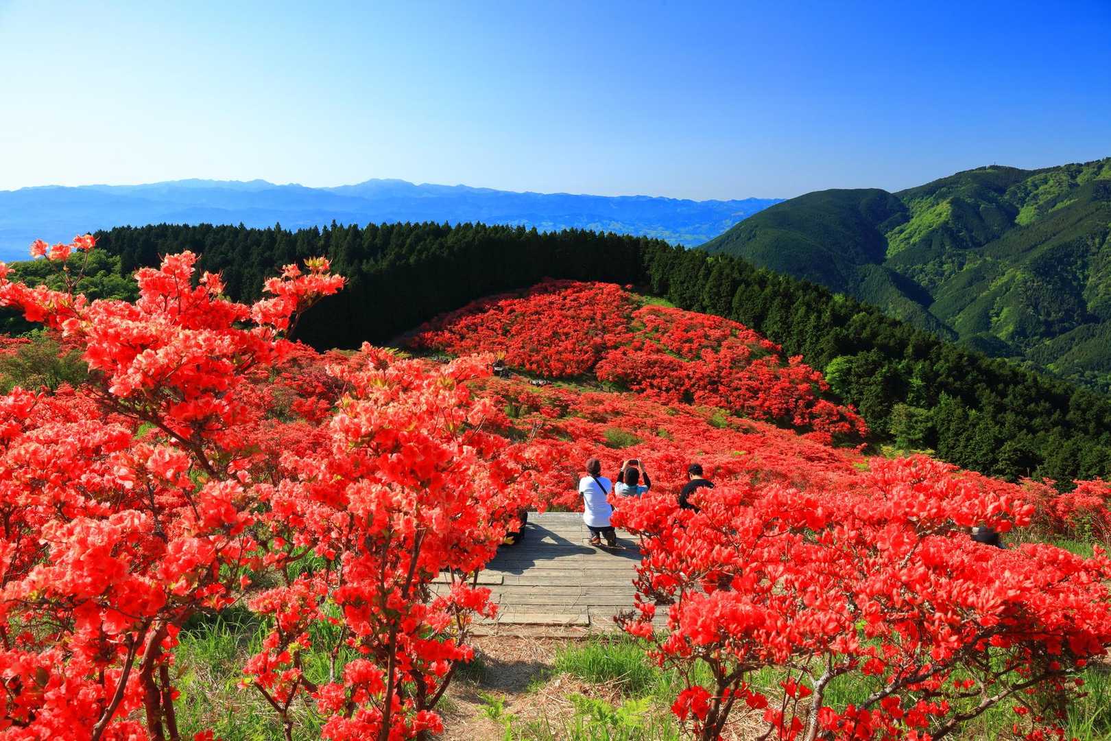 山のおもてなし｜弘川寺道から大和葛城山ハイキングの写真