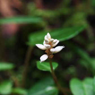 ハルノトラノオ