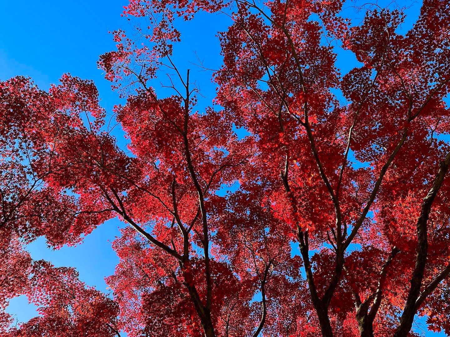 見上げるとコレです！
赤と青のコントラスト🍁✨