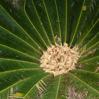 花見のひとつ😄ソテツの花？は赤みが消えている😆また見に来るよ🤗幸運を😄