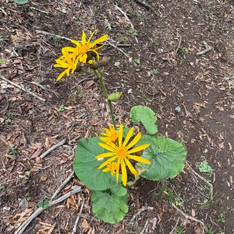浜立山分岐のあたり。

なんて花？

🌻