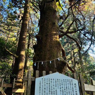 若杉山の
名の由来となった
綾杉
時を経て
見守ってくださっている

今日も
いい時間でした

ありがとうございます