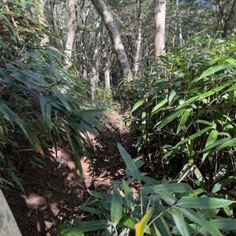 普通に山道です。