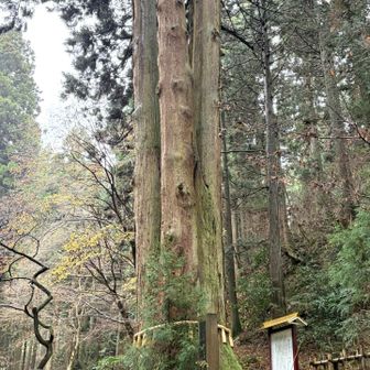 何かすごいオーラ　3本の杉が一つになってる