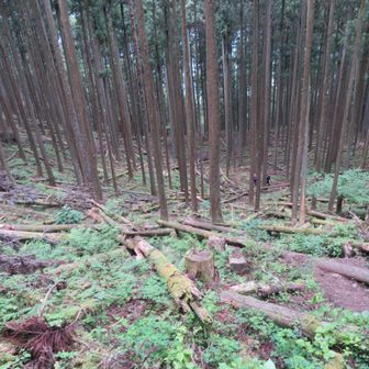 急な下りです。