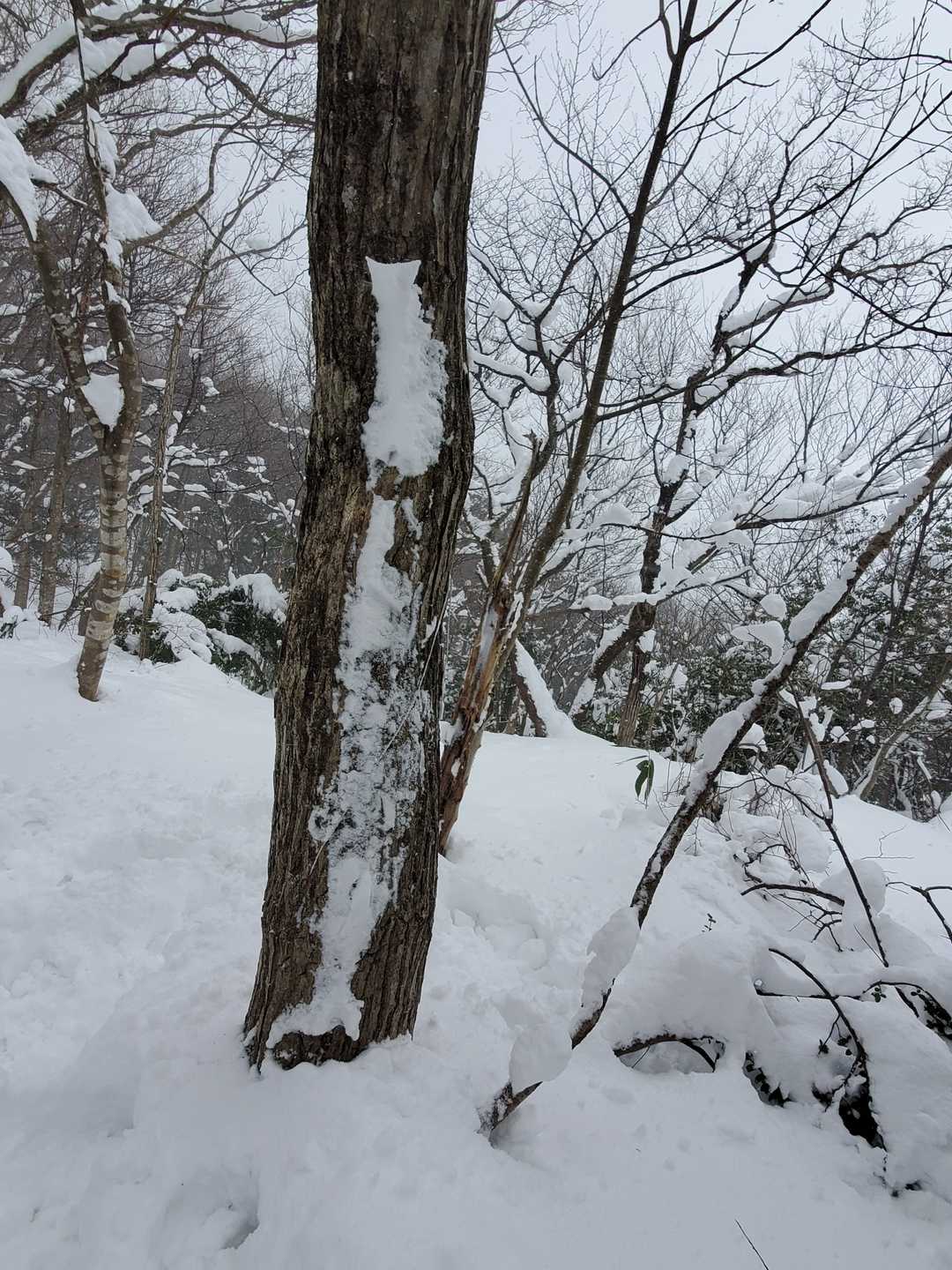 この木に山頂標識らしき跡があった。