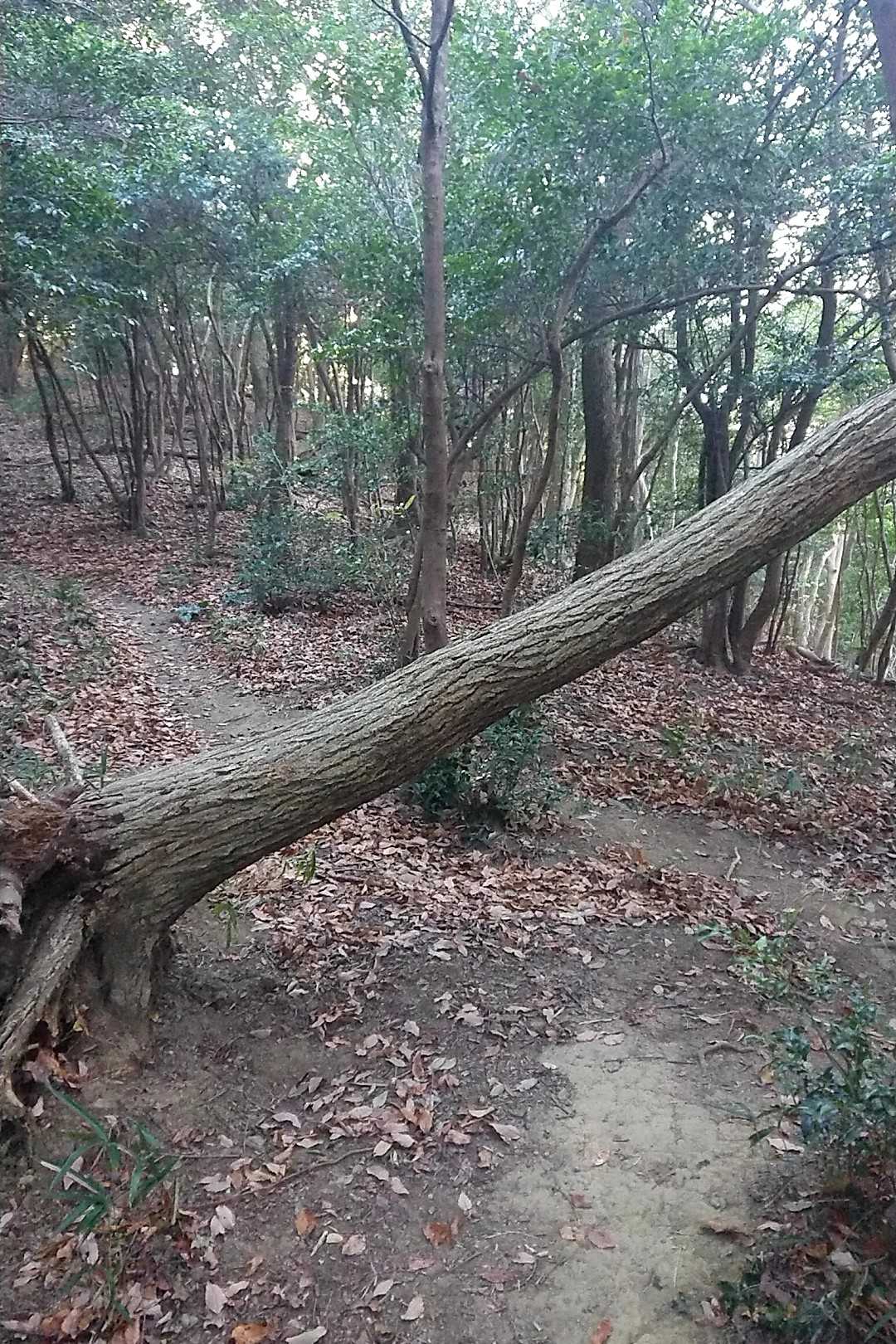 こんな、倒木も気延山の荒れた道と比べたら可愛い❣️