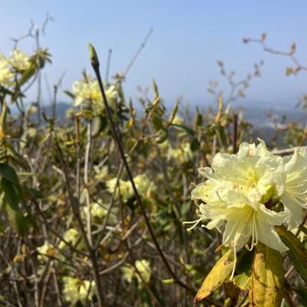 ヒカゲツツジ。
春ですねぇ🌸
