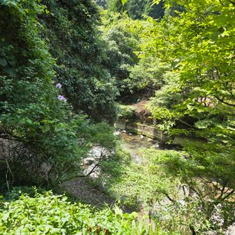 唯一目に入ったお花
