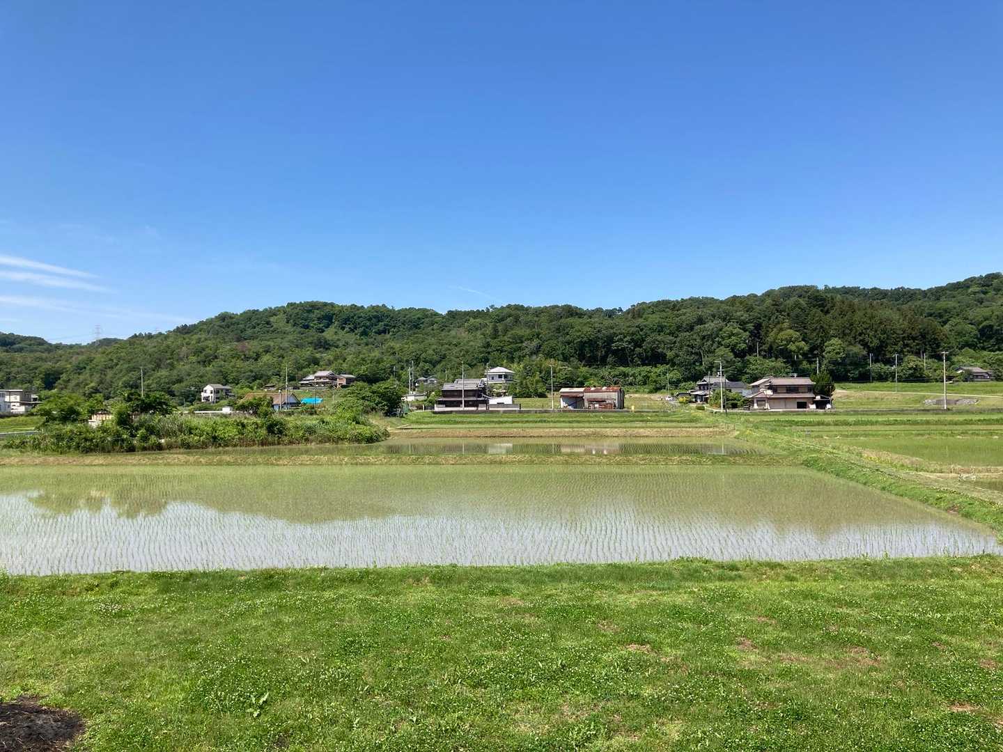 のどかな田園風景です。