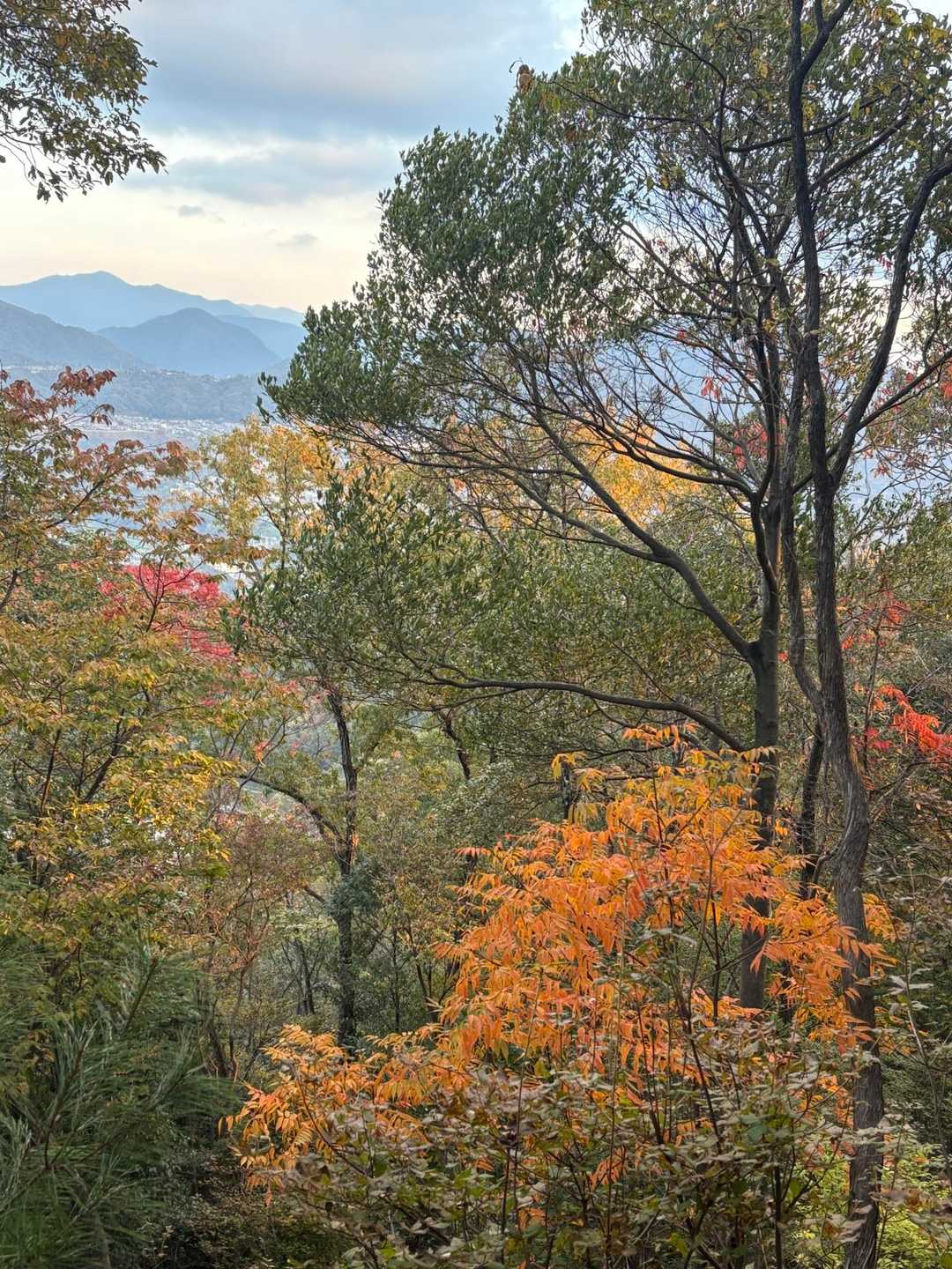 紅葉🍁