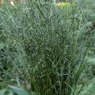 下山途中に、ムカつくくっつき虫を抜いておきました。
抜く途中で、手袋、上着、ズボン、と全身くっつき虫だらけになってしまいました。
全てを抜くことはできませんでしたが、幾分かはマシになったかと。