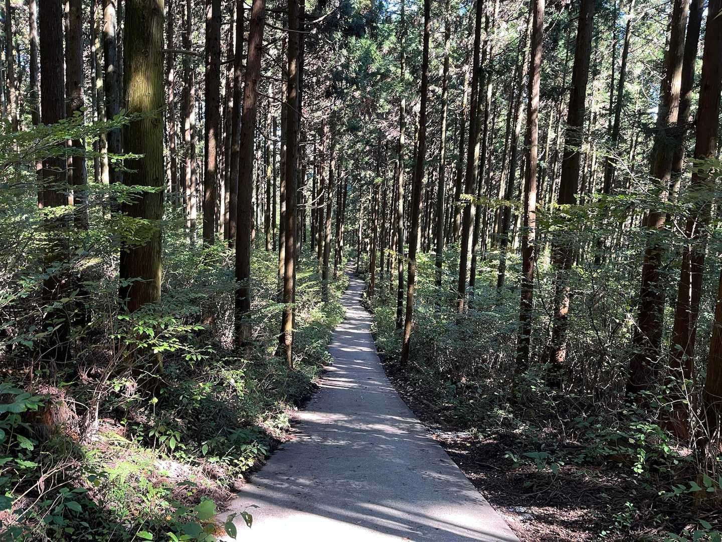 浅間山(水沢山) 往復コースの写真