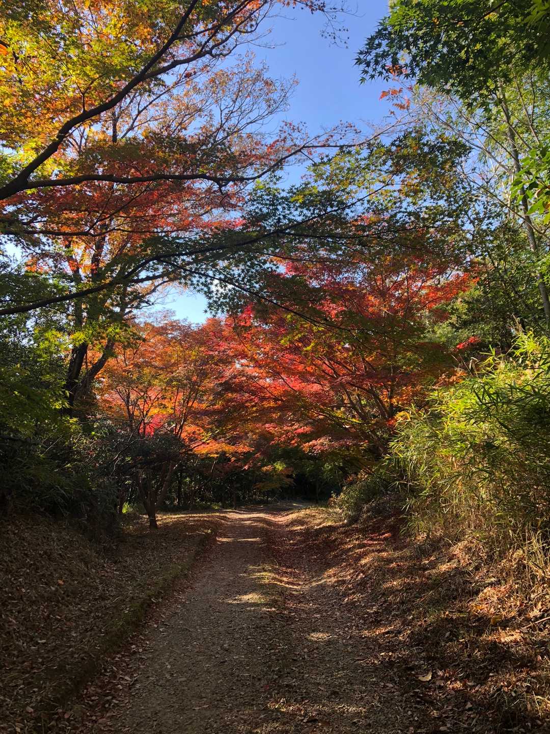 この奥から　紅葉🍁が　綺麗ですね😆
