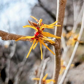 マンサク🌟です✨