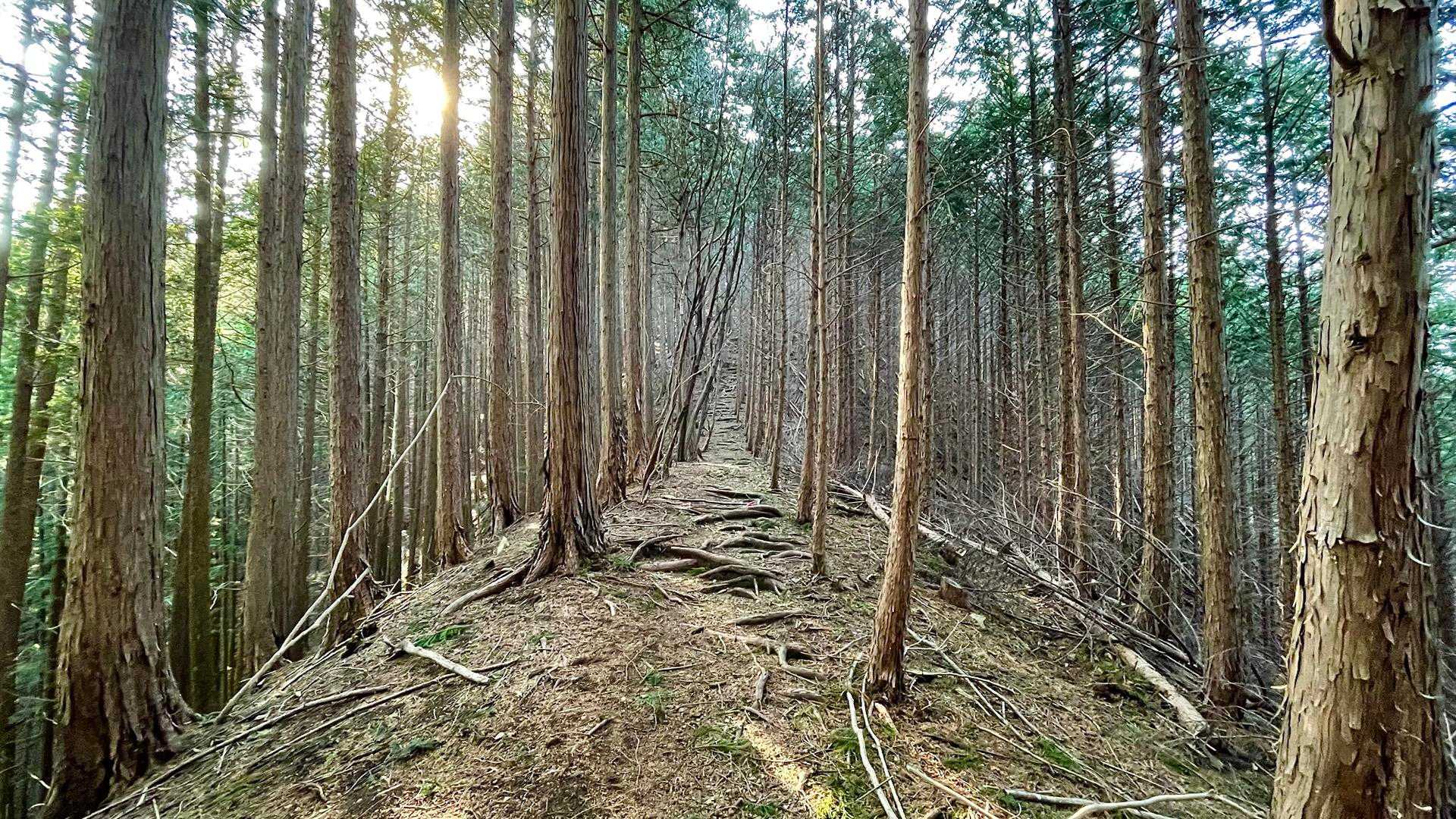 尾根は歩きやすいです😊
