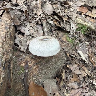 🍄