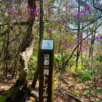 京都一周トレイルに沿って行きます