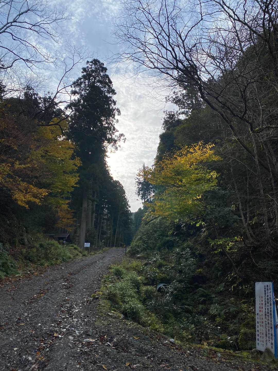 やっと登山開始〜。しかし緩いのはこの辺りだけ。
