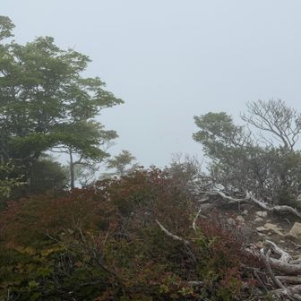 ガスが無ければ、正面に山上ヶ岳と稲村岳