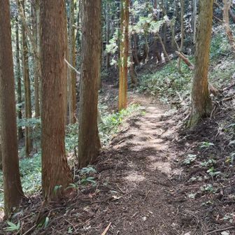歩いてて最高