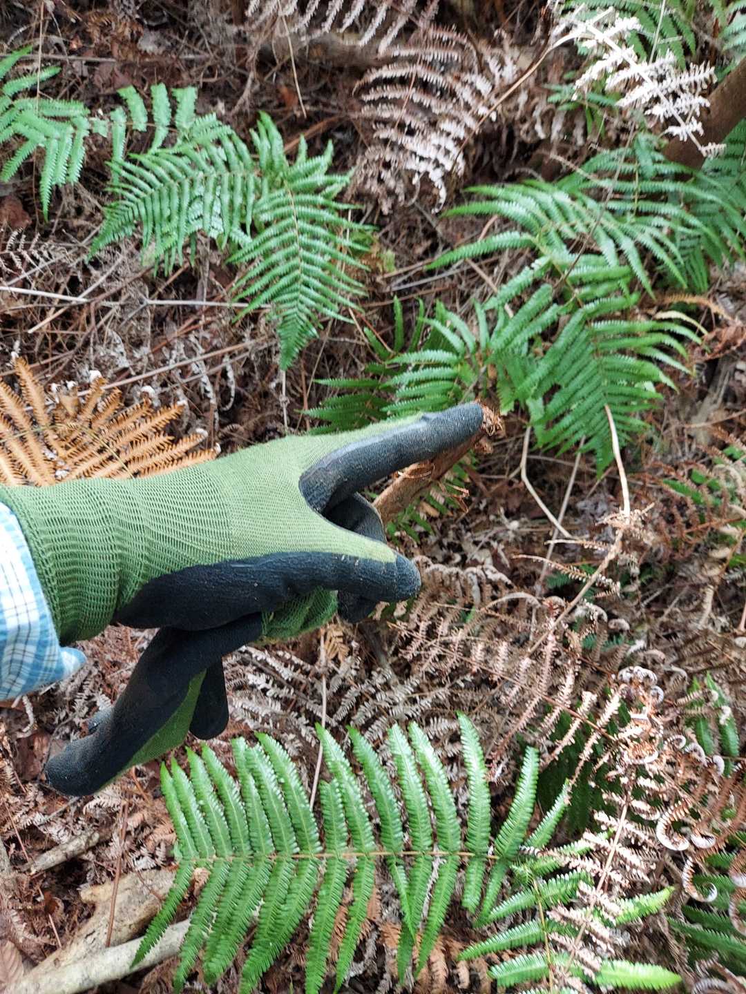 戻って山頂らしい小山部で小枝たててタッチダウン