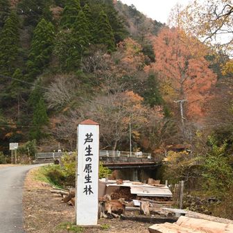 原生林の文字！