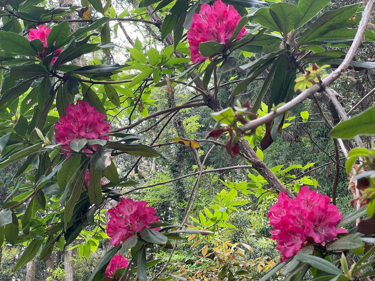 植えたんだろうか？にしては変なところに生えてるから鳥がタネを運んで来たのかな？
