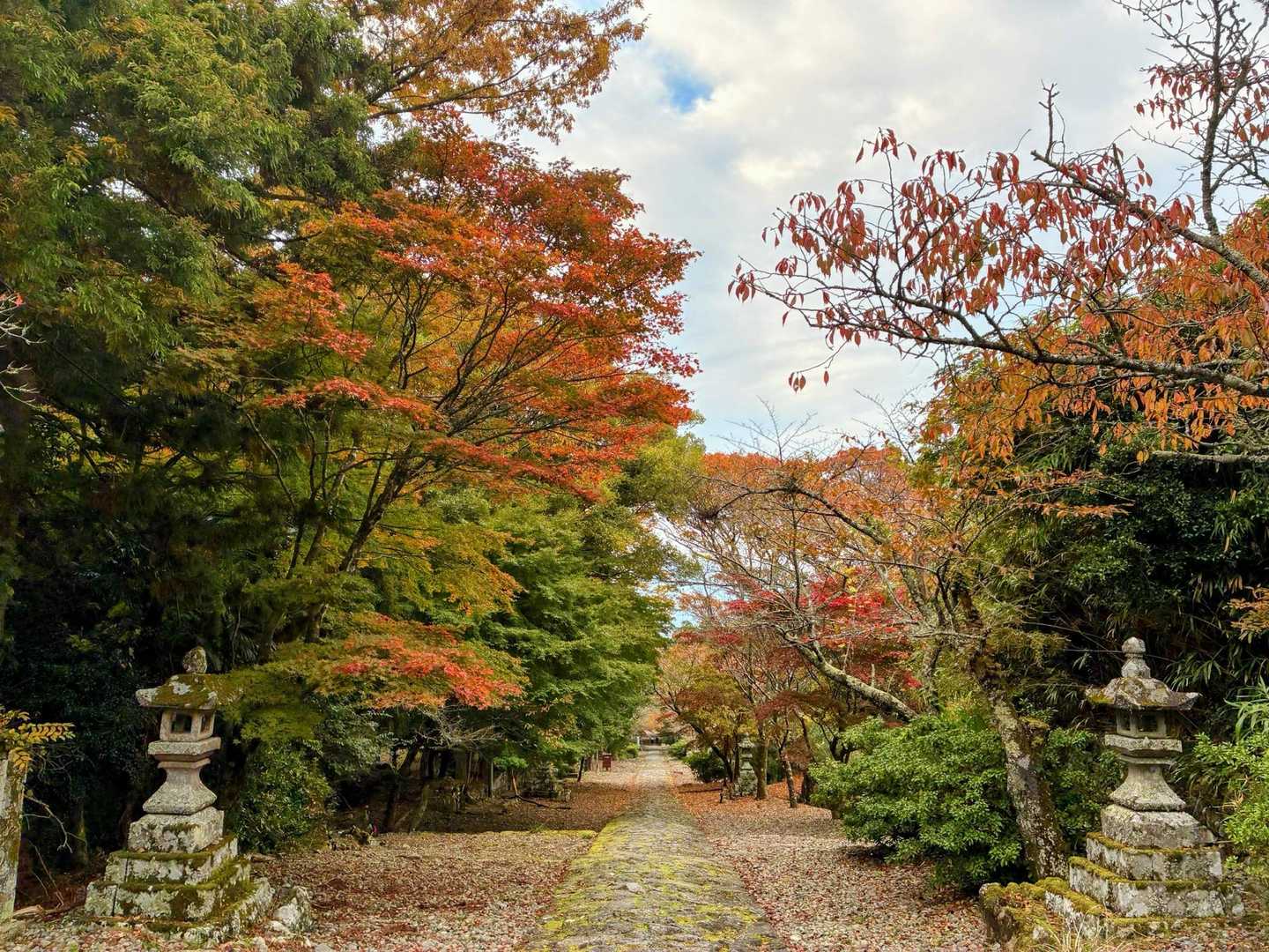 🍁