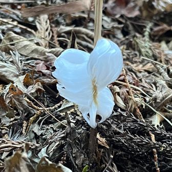 色んな形のシモバシラの華❄️