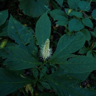 テンニンソウが群落をつくてた。秋だけど、以外にもいろいろな花が咲いてました。