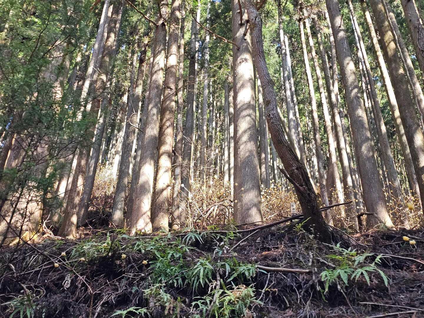 わぁ✨
林の奥にほんわり黄金色が見えた👀