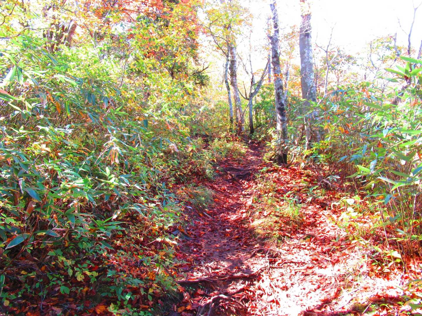 安達太良山登山口-旧土湯峠-鬼面山 往復コースの写真