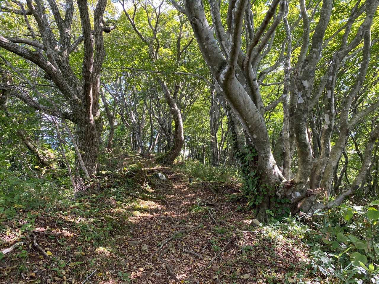東光山登山口-東光山 往復コースの写真