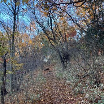 晩秋の山路
