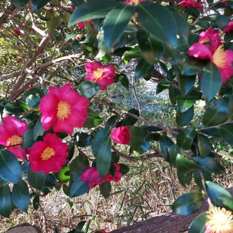 サザンカの紅色がキレイ