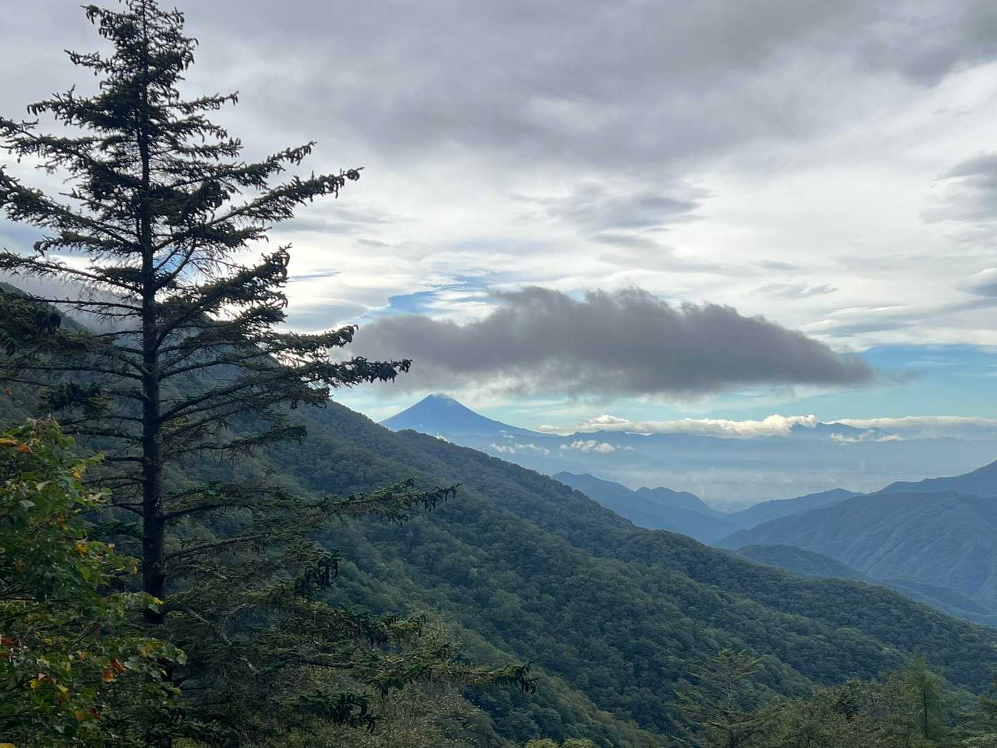 薄暗い樹林帯が開けたかと思ったら、いきなりの富士山🗻。
この後あっという間に雲が掛かり、富士山の姿を見たのは最初で最後となりました。